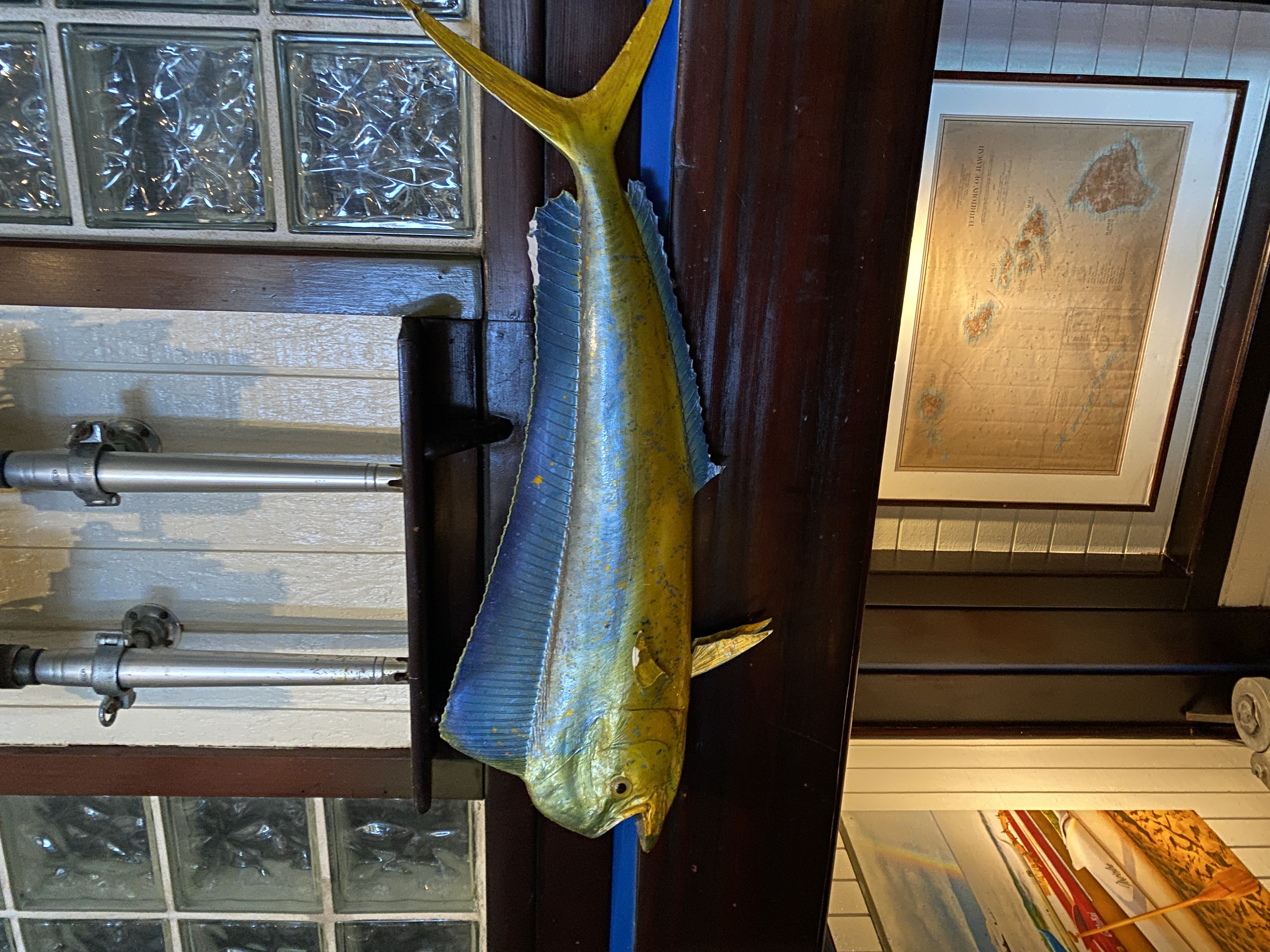 Mahi-mahi